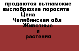 продаются вьтнамские вислобрюхие поросята › Цена ­ 3 000 - Челябинская обл. Животные и растения » Другие животные   